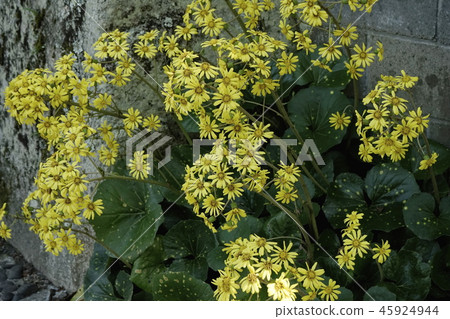 Tsubakibi黃色花 45924944