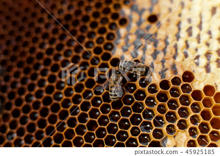 Natural color close up honeycomb in wooden beehive Natural color close up honeycomb in wooden beehive 45925185