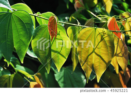 Nice leaves in the sunshine Nice leaves in the sunshine 45925221