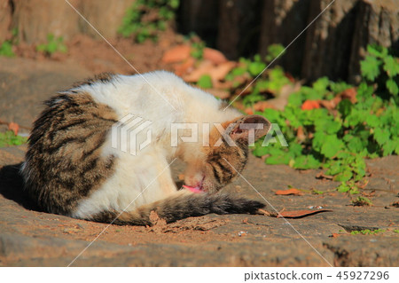 Kitten's routine Kitten's routine 45927296