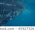 Whale shark 45927326
