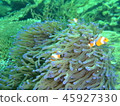 Clown anemonefish 45927330