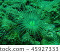 Sea anemone 45927333