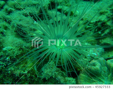 Sea anemone 45927333