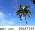Tropical palm tree 45927336
