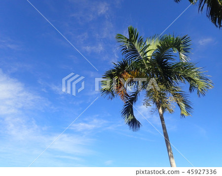 Tropical palm tree 45927336