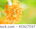 Golden flower of a cress 45927597