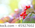 Red berries of dogwood 45927602