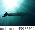 Dolphin 45927804