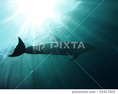 Dolphin Dolphin 45927804