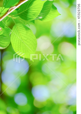 鮮綠色 鮮綠色 45928706