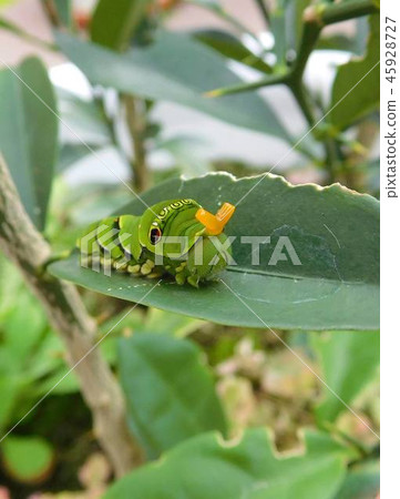 Namiageha Caterpillar 45928727