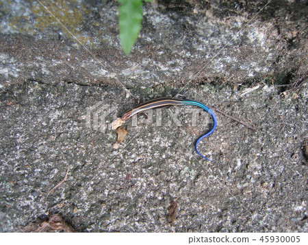 A lizard A lizard 45930005