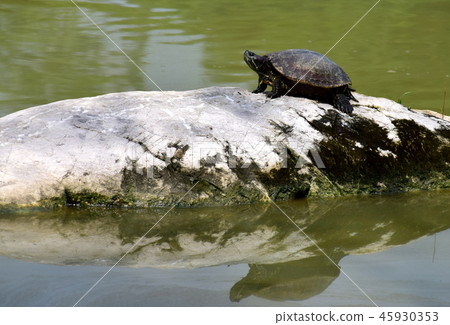 Turtle In the marsh 45930353