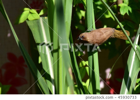 Birds on plants 45930733