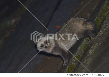 Raccoon dog 45930779