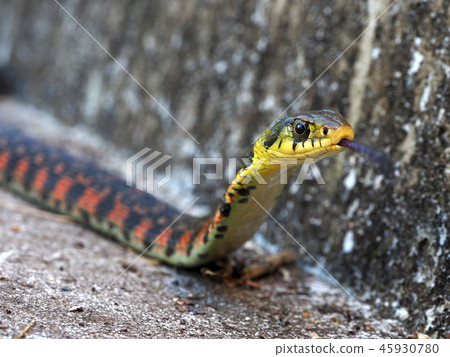 Yamagashi Yamagashi 45930780