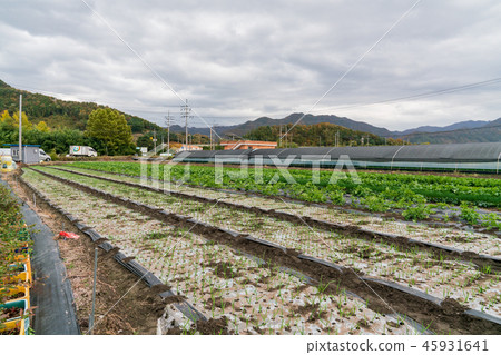 Visits to local small town ear farms, Gachon Center 45931641