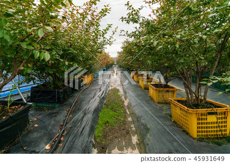 Visits to local small town ear farms, Gachon Center 45931649