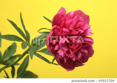 Peony root 45931709