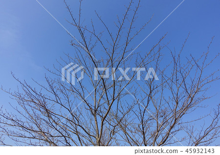 Winter image (dead tree) 45932143