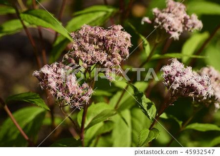 Fuji Bakama Flower 45932547