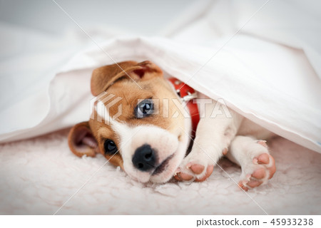 Jack russel terrier puppy 45933238