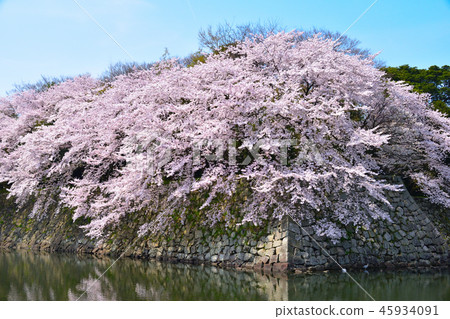 Sakurakage Hikone Castle Nakabori 45934091