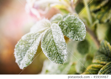 frozen last autumn leaves in ice crystals on the tree frozen last autumn leaves in ice crystals on the tree 45934467