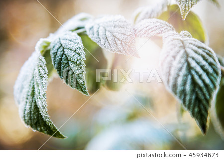 frozen last autumn leaves in ice crystals on the tree  45934673