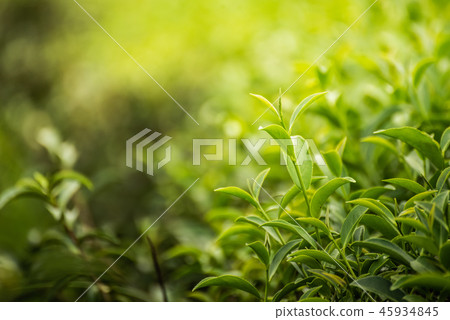 leaf green tea in the farm in the morning 45934845