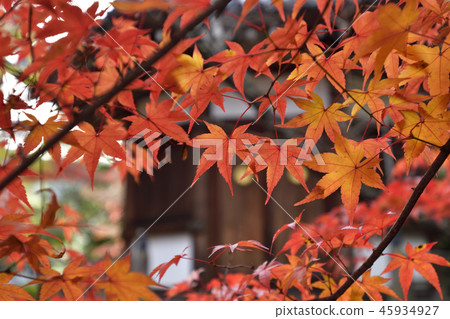 Seiryo-ji寺 Seiryo-ji寺 45934927