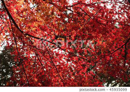 秋葉(秋天的圖像) 秋葉(秋天的圖像) 45935099