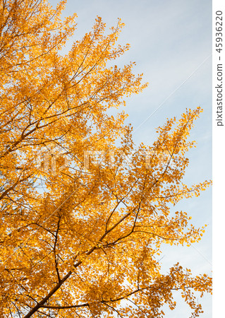 Yellow aspen tree foliage in golden sunlight Yellow aspen tree foliage in golden sunlight 45936220