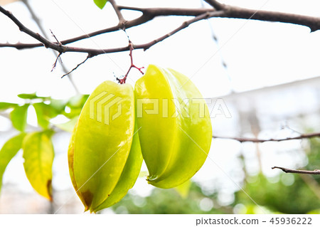 Star fruit Star fruit 45936222