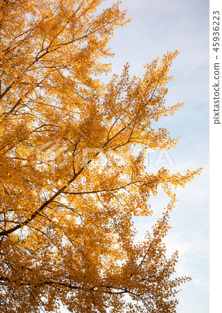 Yellow aspen tree foliage in golden sunlight Yellow aspen tree foliage in golden sunlight 45936223