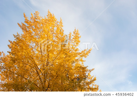 Yellow aspen tree foliage in golden sunlight 45936402