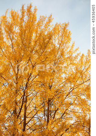Yellow aspen tree foliage in golden sunlight Yellow aspen tree foliage in golden sunlight 45936405