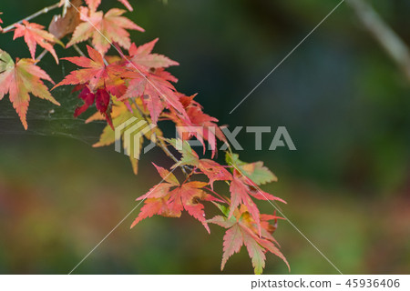Autumn leaves Autumn leaves 45936406