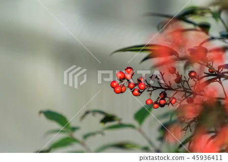 新鮮水果 新鮮水果 45936411