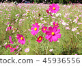  Cosmos field 45936556