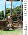 Parent and child of giraffe 45936560