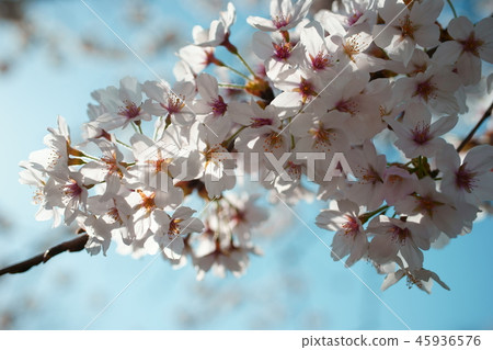 Cherry blossoms blue sky petals Cherry blossoms blue sky petals 45936576