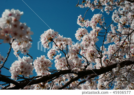 Sakura blue sky petals background blur Sakura blue sky petals background blur 45936577