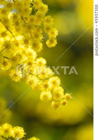 [Tokyo] Acacia flowers 45937308