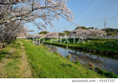 Somei Yoshino(Katsuma Tagawa,牧之原市)180401am 7:04 Somei Yoshino(Katsuma Tagawa,牧之原市)180401am 7:04 45937357