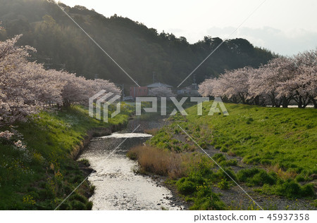 Somei Yoshino (Machinohara City Katsuma Tagawa) 180 331 am 6: 58 Somei Yoshino (Machinohara City Katsuma Tagawa) 180 331 am 6: 58 45937358