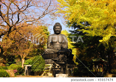 11月板橋22平方仁寺東京大佛（Akatsuka Daibutsu）和銀杏黃葉 45937474