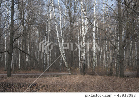 Autumn landscape with birch trees and path 45938088