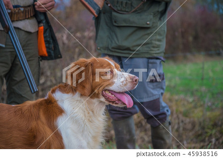 Beautiful hunting dog and two hunters 45938516
